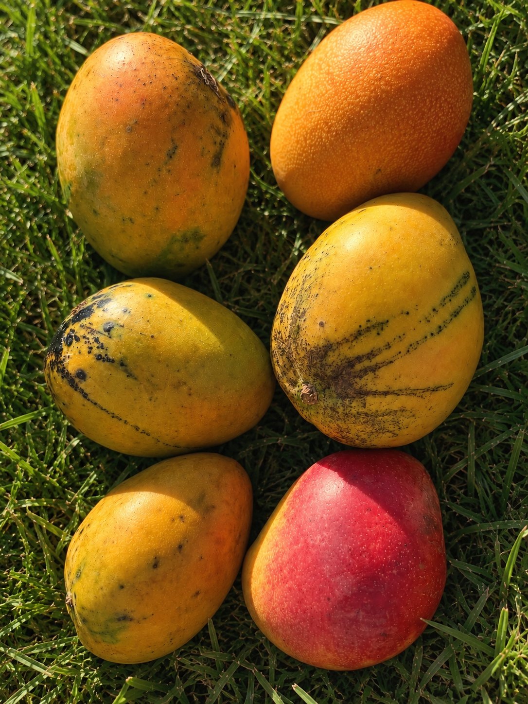 Six ripe mangoes laid out on grass